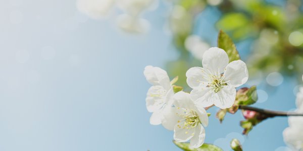 Blüten eines Apfelbaums