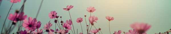 Kosmosblumenfeld mit blauem Himmel