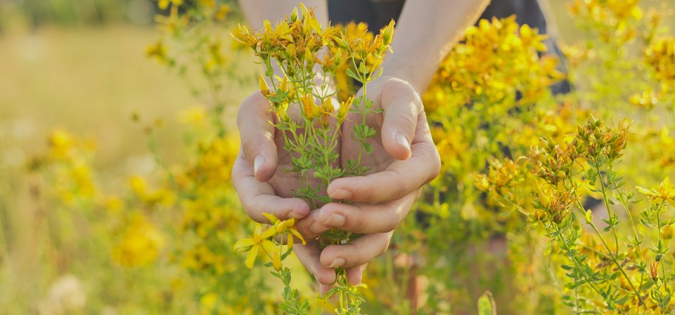 Hände, die Johanniskraut umfassen