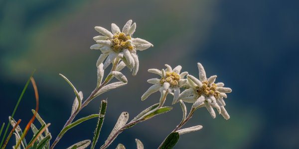 Edelweiss-Blumen